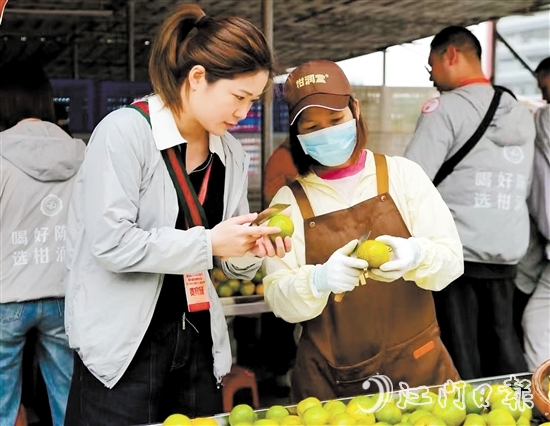 游客在柑園動(dòng)手開皮，體驗(yàn)新會(huì)陳皮的制作過(guò)程。
