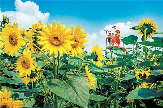 鶴山市鄉(xiāng)里人家生態(tài)園的向日葵格外嬌艷。歐蕊榮