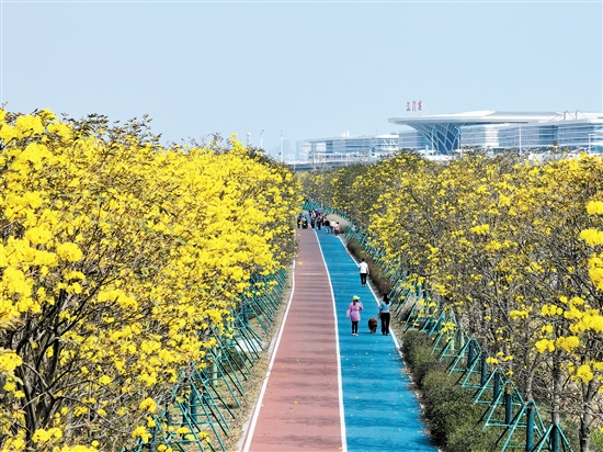 新會英洲海碧道的黃花風鈴木吸引眾多游客前來打卡。新會區(qū)融媒體中心供圖