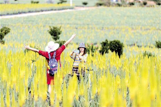 臺山市璦露德瑪蘆薈莊園的蘆薈花盛放，吸引游客拍照留念。羅開傳