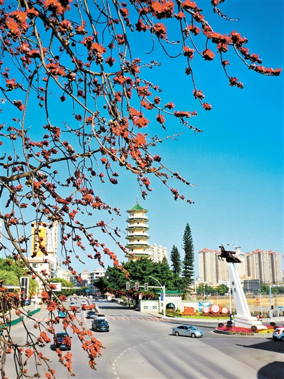 恩平市錦江河邊的木棉花紅艷似火。