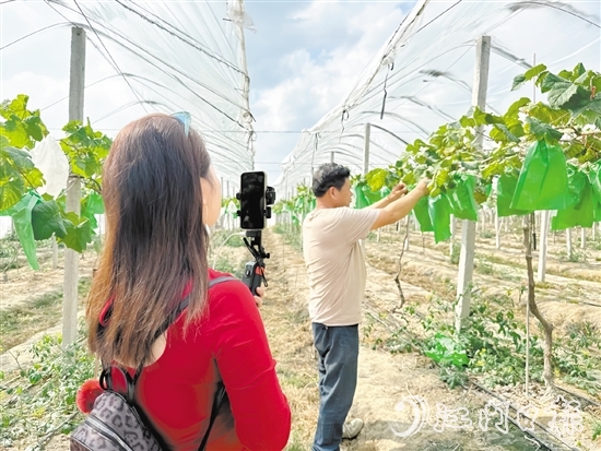 專業(yè)主播手持手機(jī)在農(nóng)場(chǎng)直播帶貨。