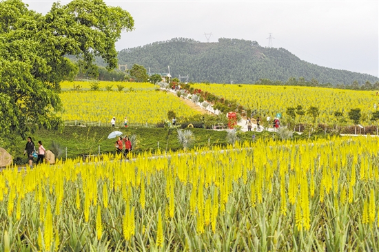 許多女性朋友到臺山璦露德瑪蘆薈莊園賞花。