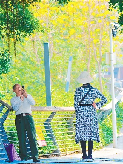 在有著70余年歷史的江門船廠遺址，黃花風鈴木迎風綻放，吸引眾多游客打卡拍照，仿佛讓人置身于“時空長河”，隨手一拍，便是大片。陳嬋