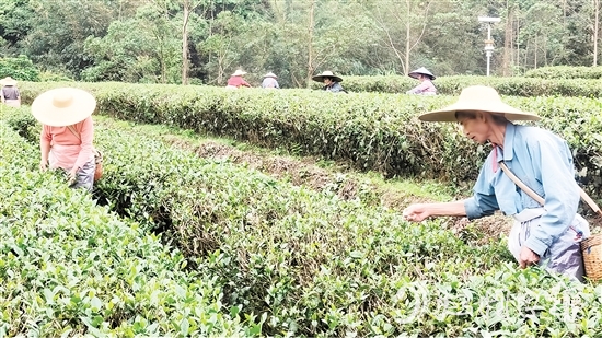 茶農(nóng)們正抓緊采摘春茶。