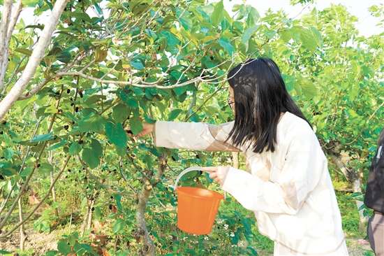 游客在采摘桑葚。