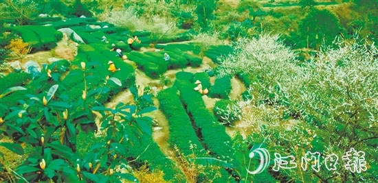 大沙鎮(zhèn)得天獨厚的自然環(huán)境孕育了品質(zhì)優(yōu)異的大沙茶。