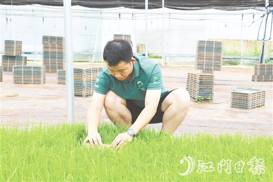 育秧大棚里，王曉庭俯身察看秧苗長(zhǎng)勢(shì)。