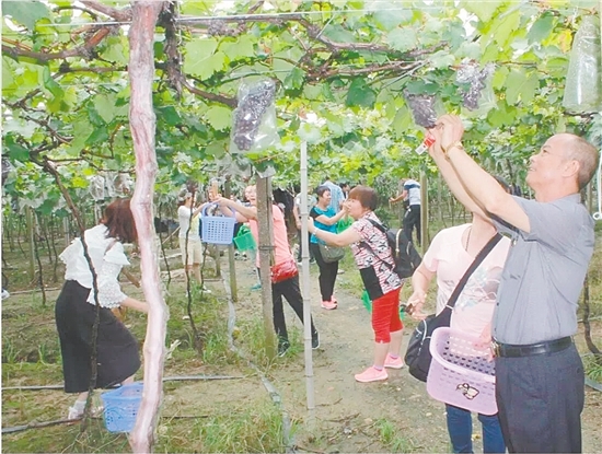 不少游客慕名來到禮樂采摘葡萄。