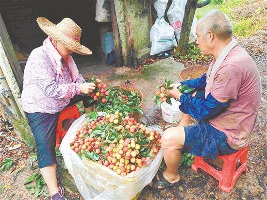 果園內(nèi)，果農(nóng)在整理剛摘下的荔枝。