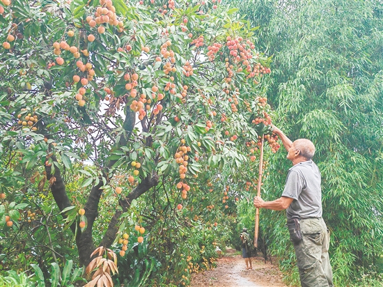 慈溪村荔枝批量上市，紅色的果實壓彎了枝頭。