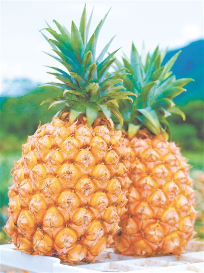 恩平那吉鳳梨。
