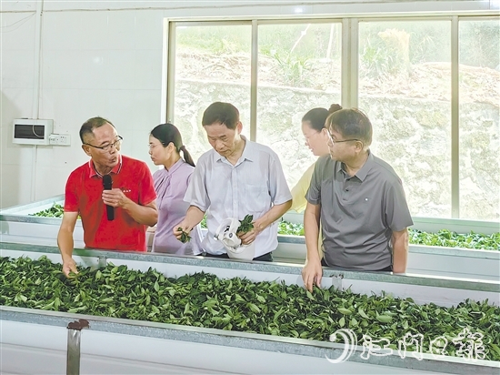 調(diào)研團隊深入企業(yè)實地考察，并為茶企提供科學(xué)指導(dǎo)和寶貴建議。