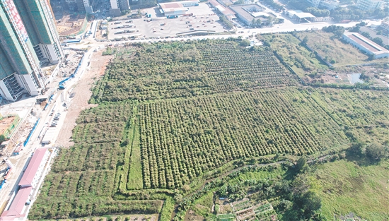 開平33號地成交溢價率為37.4%。