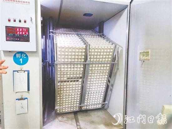 馬岡鵝苗孵化中心配備鵝苗孵化機40臺，年孵化總量達到400萬只，年產值超過1.2億元。