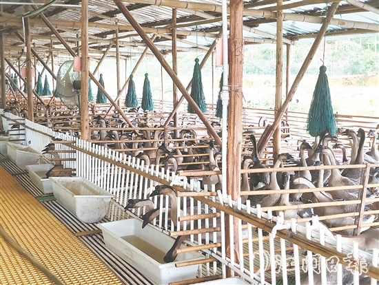 馬岡鵝從田間地頭的“土特產”升級為市場認可的“金招牌”。