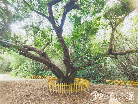 在人大監(jiān)督推動下，開平市368棵古樹全部登記在冊，掛上保護(hù)牌。