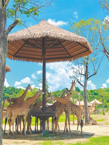 在清遠(yuǎn)長隆森林王國，可以與長頸鹿近距離互動(dòng)。