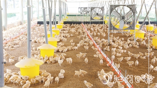 智能化管理系統(tǒng)全方位改善養(yǎng)殖環(huán)境，實現(xiàn)科學(xué)養(yǎng)殖。