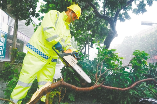 昨日，蓬江區(qū)中遠(yuǎn)大廈附近，城管部門搶險(xiǎn)隊(duì)伍利用油鋸分割被風(fēng)吹斷的樹枝，快速消除安全隱患。