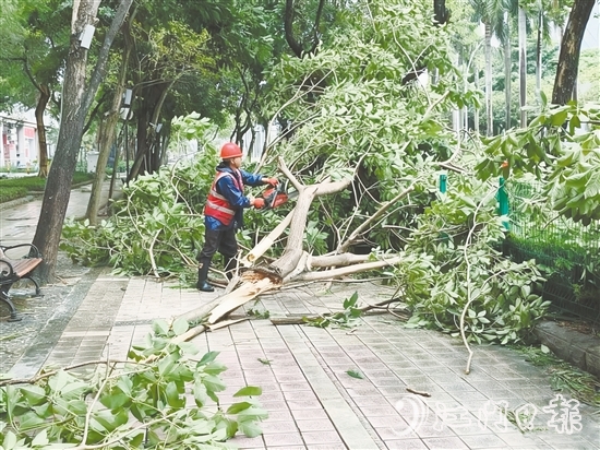發(fā)現(xiàn)樹(shù)木折枝、倒伏后，城管工作人員緊急開(kāi)展樹(shù)木排險(xiǎn)排障工作，全力消除險(xiǎn)情，保障道路通行安全。
