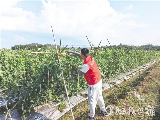 江門陽(yáng)光農(nóng)險(xiǎn)工作人員指導(dǎo)農(nóng)戶做好田間排水、加固農(nóng)業(yè)設(shè)施等準(zhǔn)備。