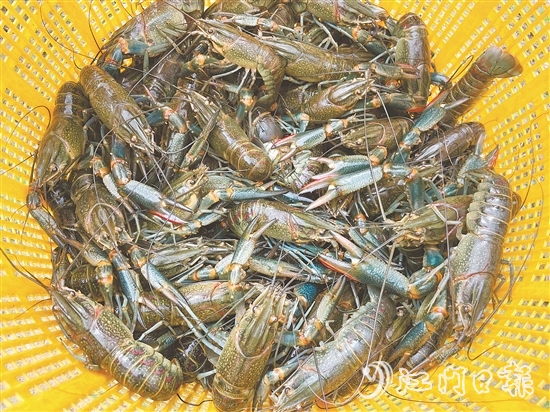 澳洲藍龍蝦肉質(zhì)緊實，生猛鮮美，屬于較高端的水產(chǎn)品。