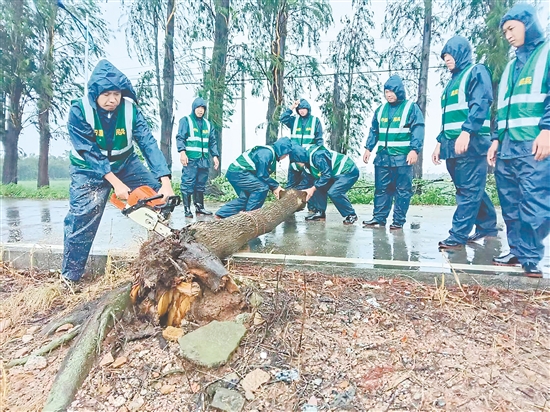 臺山民兵沉著應對臺風帶來的挑戰(zhàn)，全力投入風后路面清理排查工作。