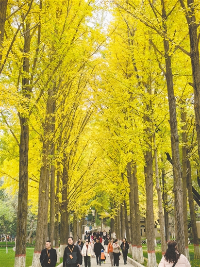 江門春秋國(guó)旅帶團(tuán)友到額濟(jì)納旗賞秋色。